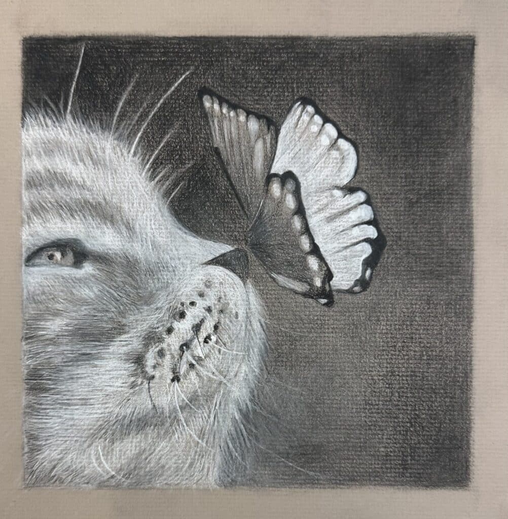 High contrast drawing a cat with a butterfly on his nose example drawing.  This is shown as an  idea for an art project for high schoolers.